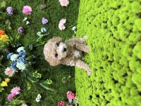 Mini boy toy poodle bebekler