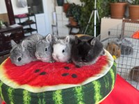 Cüce ve Lop Irkı Tavşan