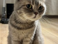 Scottish dişi kedi kısır 1 yaşında