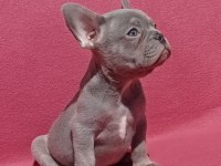 Ankara French Bulldog