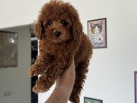 Petmode köpek çiftliğinde ziyarete açık toy poodle