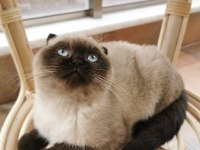Tertemiz Uysal Safkan Scottish Fold Blue Point Shorthair