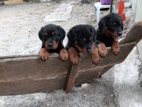 Koca Kafa Rottweiler Köpekler