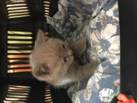 1.5 aylık british shorthair