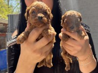Red brown kilo garantili toy poodle yavrularım