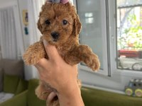 TOY POODLE SAFKAN BEBEKLERİMİZ