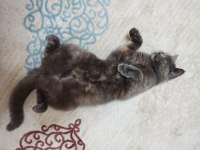 British shorthair Miya kedimize ev arıyoruz
