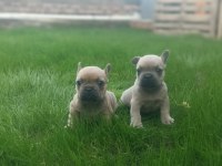 French bulldog yavrularımız