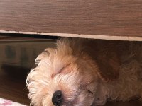 2 aylık erkek maltipoo