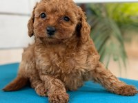 Fotoğraftan daha güzel poodle yavrular