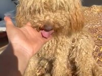 Koyu apricot dişi poodle 15 aylık