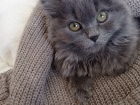 British longhair