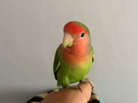 Ele alışkın sağlıklı cennet sevda papağanı