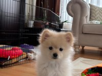 2 Aylık Erkek Yavru Pomeranian Sahiplendirilecektir