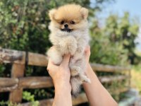 Irk Ve sağlık Garantili Pomeranian Bebekler