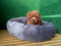 TOY POODLE YAVRULARI