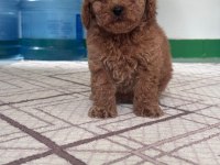 0 VE 1 NUMARA TOY POODLE BEBEKLERİM