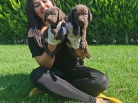 Çikolata labrador yavrularım