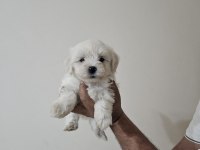 Sıfır numara maltese bebekler