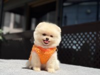 Teacüp Pomeranian Boo Yavrumuz 