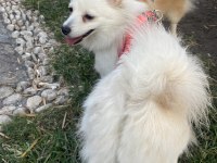 İki yaşında dişi spitz