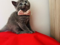 Kaliteli British shorthair yavru
