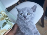 Scottish fold ve british shorthair yavrular