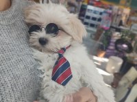 Üst düzey maltipoo bebeklerimiz hazır