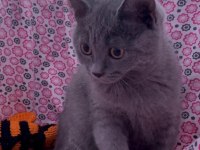 british shorthair 3 aylık sahibinden