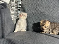 Dişi erkek scottish fold