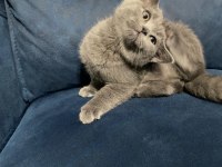 Safkan british shorthair