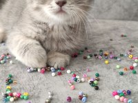 British shorthair 60 günlük erkek