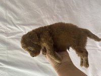 Toy poodle ırk ve sağlık garantili