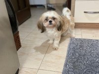 Shih-Tzu dişi bebek