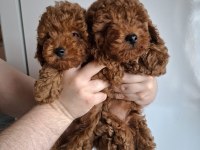 Yavru Erkek Toy Poodle