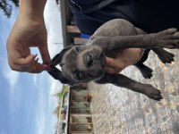 Cane corso köpeği