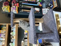 Ayı suratlı A kalite british shorthair
