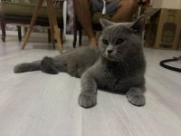 Kajun çekingen güzel ırk kedimiz