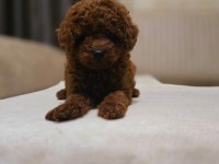 Kıvır kıvır poodle yavruları kaçmaz kalite