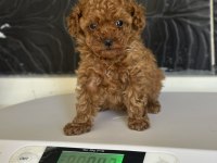 MİNİ POODLE YAVRULAR