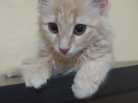 Çok güzel bir Kedi Cana Yakın Ve sevimli