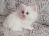 2 Aylık Dişi Yavrum British Longhair