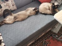 İki Yetişkin Siyam Kedisi
