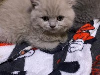 Yeni yuvalarına gitmeye hazır yavru kediler