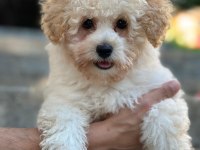 Maltipoo Yavrumuz