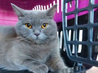 Dişi british shorthair