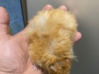 BIDIK HANIM HAMSTER (TEDDY TURUNCU)