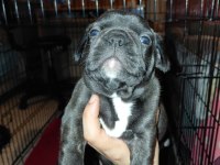 French Bulldog 40 Günlük