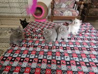 Safkan british shorthair yavrular sahiplendirilecektir