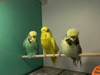 Jumbo Show Rainbow Kaliteli Konuşturmalık Kuşlar
